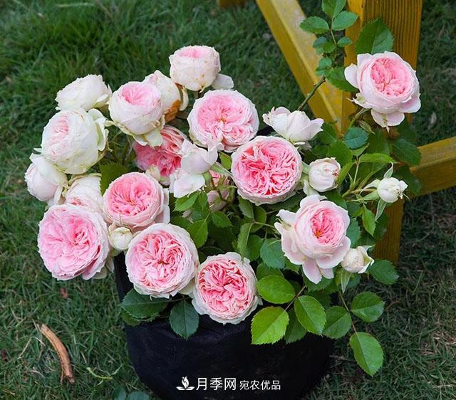 春天月季養(yǎng)護(hù)的“四句真言”，預(yù)防病蟲害，不愁沒花看！(圖1)