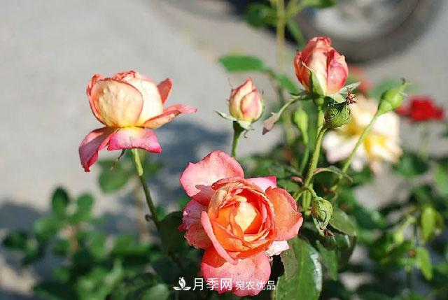 春天月季養(yǎng)護(hù)的“四句真言”，預(yù)防病蟲害，不愁沒花看！(圖4)