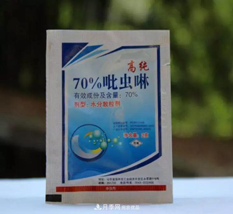 春天月季養(yǎng)護(hù)的“四句真言”，預(yù)防病蟲害，不愁沒花看！(圖3)