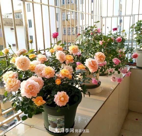 春天月季養(yǎng)護(hù)的“四句真言”，預(yù)防病蟲害，不愁沒花看！(圖5)