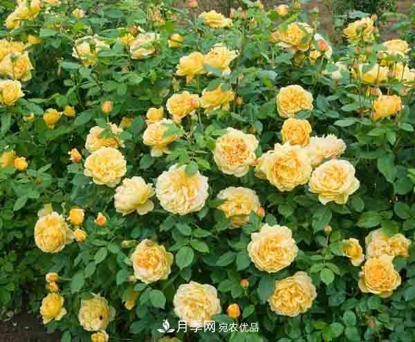 月季小白養(yǎng)花寶典！7條干貨知識，讓你家月季越養(yǎng)越驚艷(圖2)