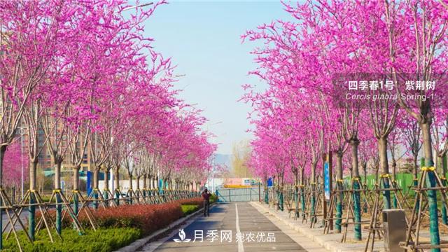苗木產(chǎn)品的價格、價值和供需——三角關(guān)系之動態(tài)平衡(圖1)