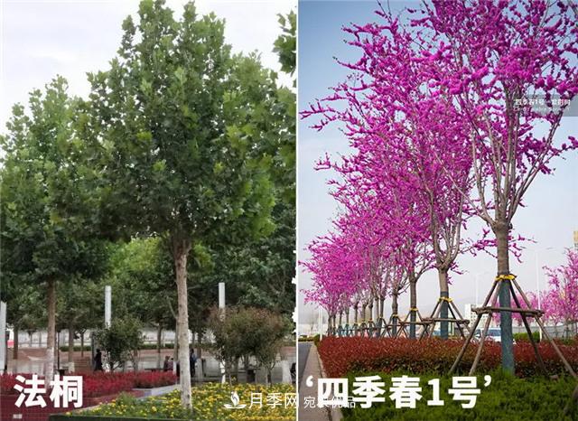 苗木產(chǎn)品的價格、價值和供需——三角關(guān)系之動態(tài)平衡(圖2)
