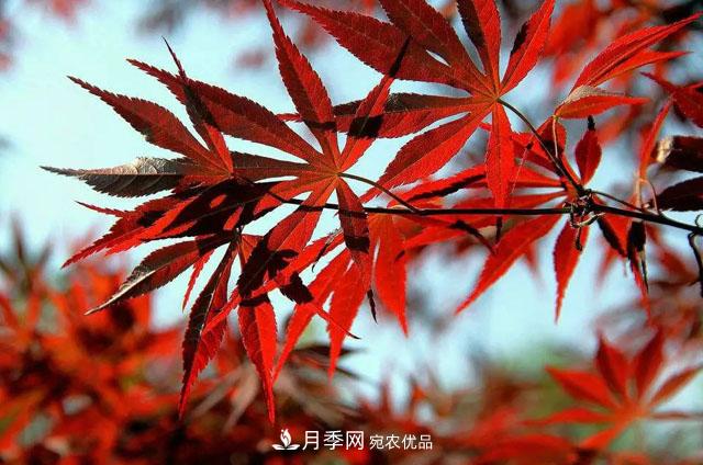 這些5種高端苗木向來(lái)就是“搶手貨”，你知道幾個(gè)？(圖5)