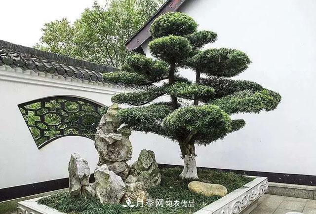 這些5種高端苗木向來(lái)就是“搶手貨”，你知道幾個(gè)？(圖2)