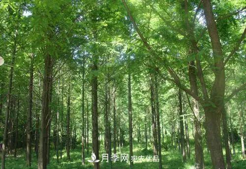 這些5種高端苗木向來(lái)就是“搶手貨”，你知道幾個(gè)？(圖4)