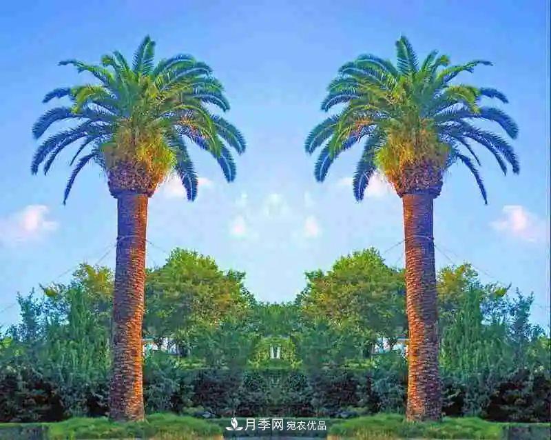 這些5種高端苗木向來(lái)就是“搶手貨”，你知道幾個(gè)？(圖3)