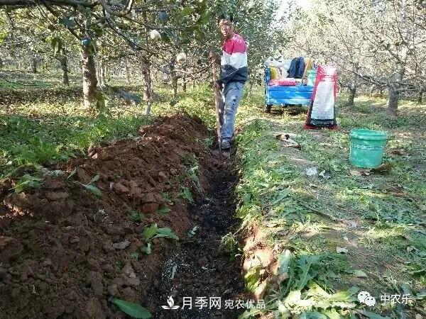 果園秋施基肥和明年花前施基肥有什么區(qū)別？(圖1)