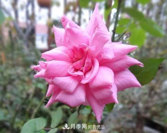 匯集17種中國古老月季，讓中國月季流傳下來(圖4)