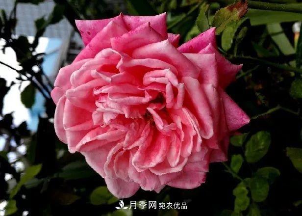 匯集17種中國古老月季，讓中國月季流傳下來(圖3)