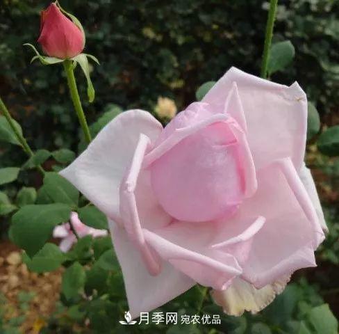 匯集17種中國古老月季，讓中國月季流傳下來(圖9)
