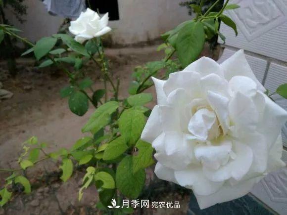 匯集17種中國古老月季，讓中國月季流傳下來(圖6)