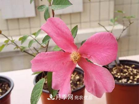 匯集17種中國古老月季，讓中國月季流傳下來(圖8)