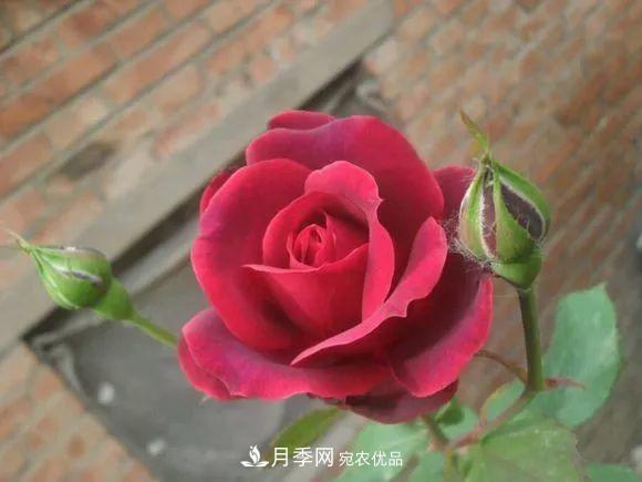 匯集17種中國古老月季，讓中國月季流傳下來(圖10)