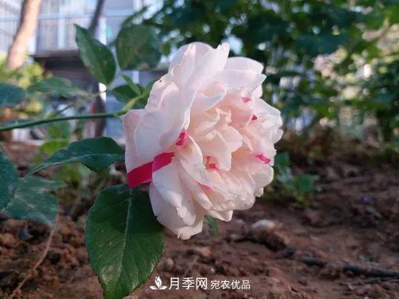 匯集17種中國古老月季，讓中國月季流傳下來(圖7)