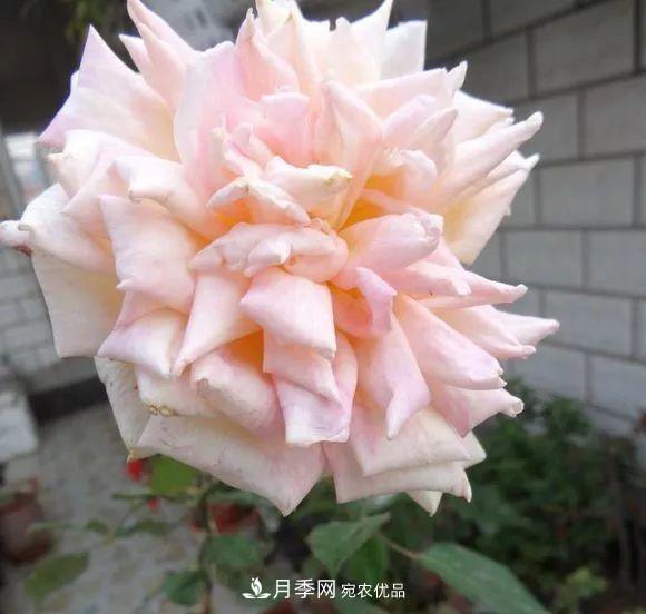 匯集17種中國古老月季，讓中國月季流傳下來(圖15)