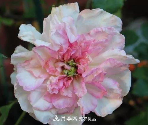 匯集17種中國古老月季，讓中國月季流傳下來(圖12)
