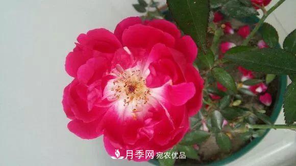 匯集17種中國古老月季，讓中國月季流傳下來(圖14)