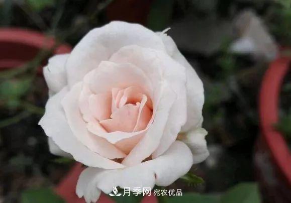 匯集17種中國古老月季，讓中國月季流傳下來(圖13)