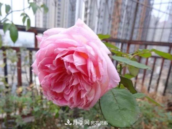 匯集17種中國古老月季，讓中國月季流傳下來(圖11)