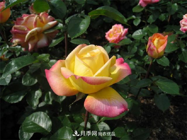 月季怎么種？月季花的種植方法(圖1)