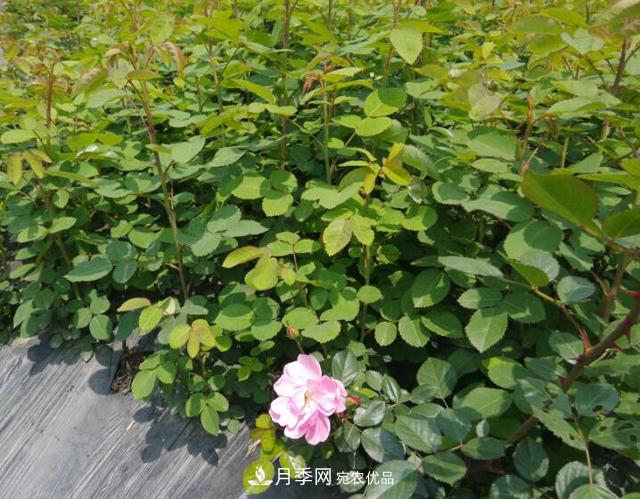 養(yǎng)殖月季，選用一個靠譜方法，爆筍不停(圖1)