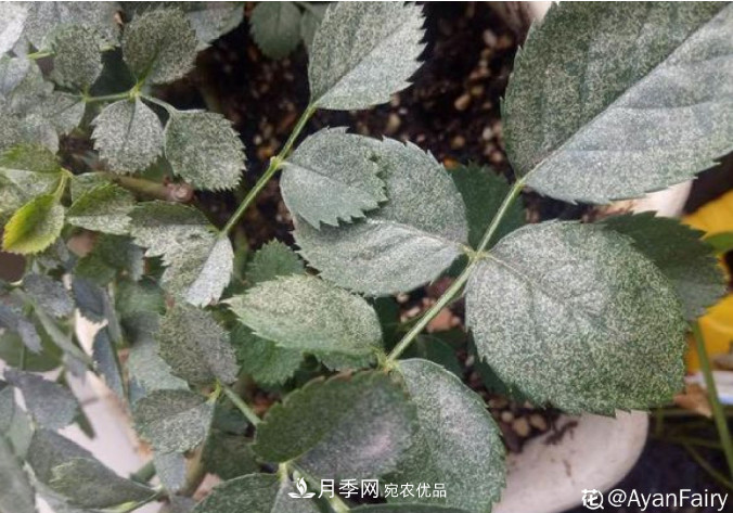 月季常見7大蟲害，防治方法都在這里了，收藏起來(圖3)