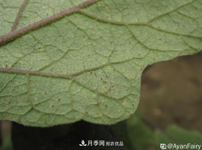 月季常見7大蟲害，防治方法都在這里了，收藏起來(圖4)