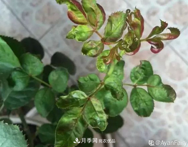 月季常見7大蟲害，防治方法都在這里了，收藏起來(圖5)