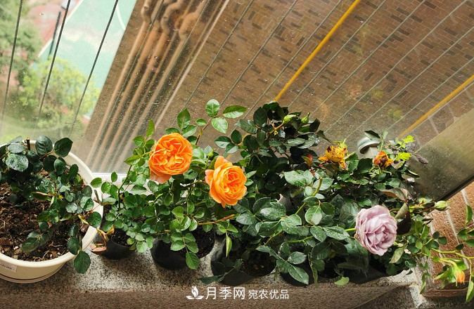 月季常見7大蟲害，防治方法都在這里了，收藏起來(圖7)