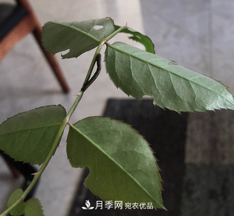 月季常見7大蟲害，防治方法都在這里了，收藏起來(圖10)