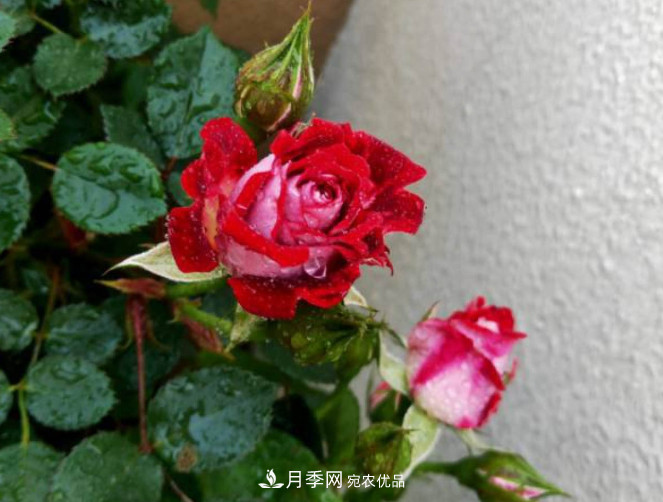 月季常見7大蟲害，防治方法都在這里了，收藏起來(圖9)