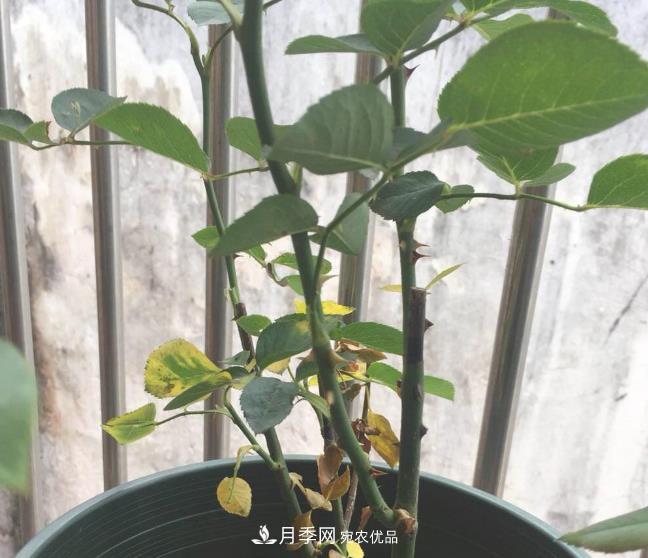 月季常見7大蟲害，防治方法都在這里了，收藏起來(圖6)