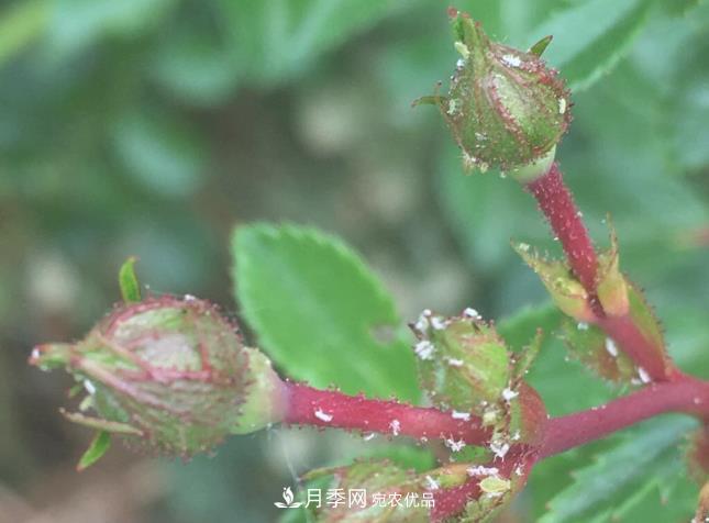 月季常見7大蟲害，防治方法都在這里了，收藏起來(圖8)