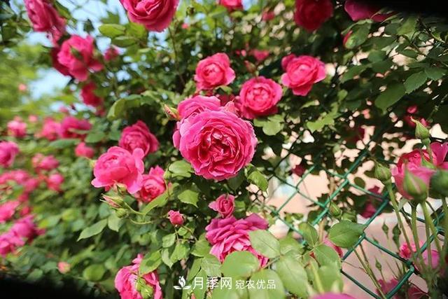 藤本月季什么季節(jié)適合種植？有哪些嫁接方式？(圖1)