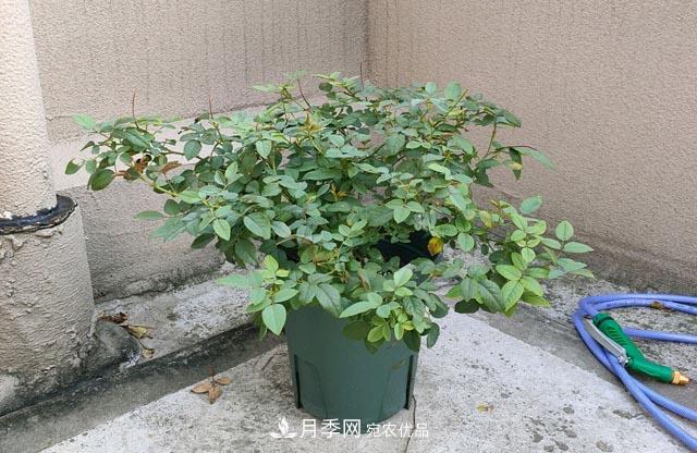 快要開花的月季花，一把肥回到了解放前，隨意施肥有風(fēng)險(xiǎn)(圖2)