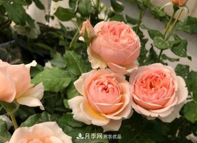 快要開花的月季花，一把肥回到了解放前，隨意施肥有風(fēng)險(xiǎn)(圖1)