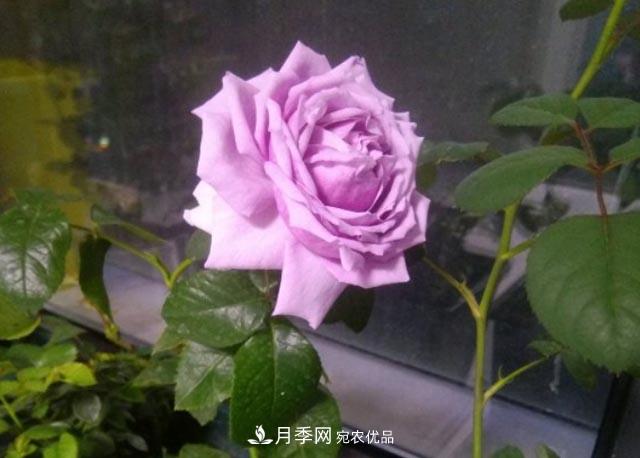 九月養(yǎng)月季，做到&quot;3多&quot;，秋花不愁開(kāi)，春花更可期(圖1)