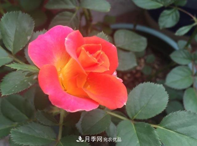 九月養(yǎng)月季，做到&quot;3多&quot;，秋花不愁開(kāi)，春花更可期(圖2)