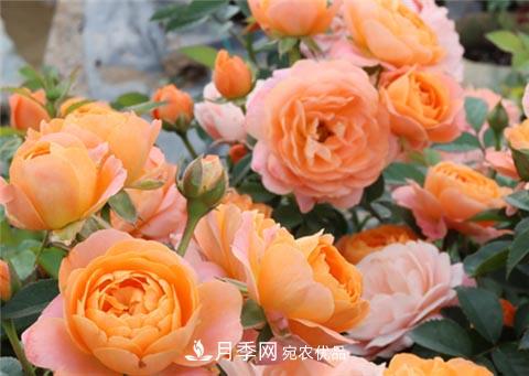 月季不會修剪？3種情況不要亂剪，一剪就沒(圖1)