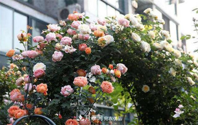 大戶人家用6種方法養(yǎng)造型月季，美觀大氣上檔次(圖1)