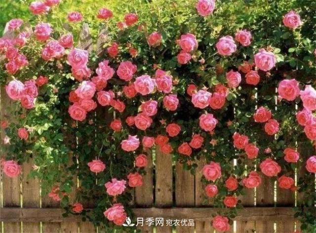 大戶人家用6種方法養(yǎng)造型月季，美觀大氣上檔次(圖3)