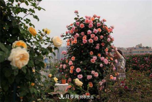 大戶人家用6種方法養(yǎng)造型月季，美觀大氣上檔次(圖4)