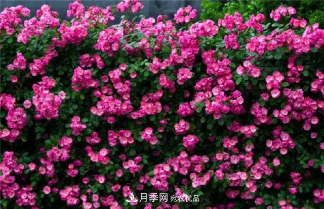 大戶人家用6種方法養(yǎng)造型月季，美觀大氣上檔次(圖5)