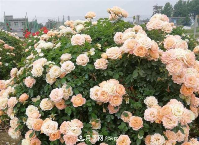 大戶人家用6種方法養(yǎng)造型月季，美觀大氣上檔次(圖6)