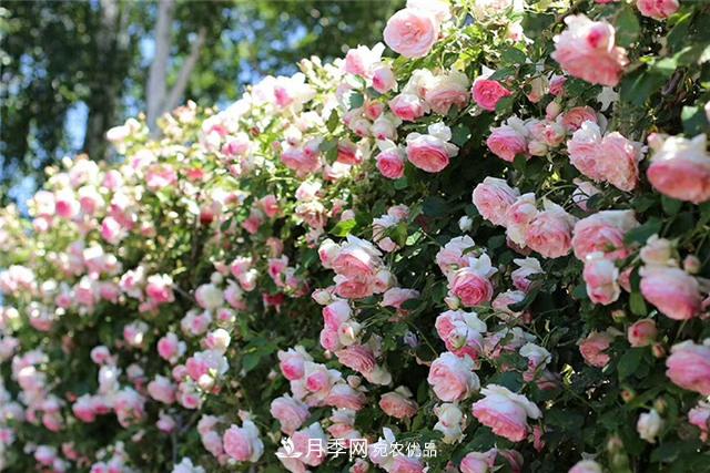 大戶人家用6種方法養(yǎng)造型月季，美觀大氣上檔次(圖7)