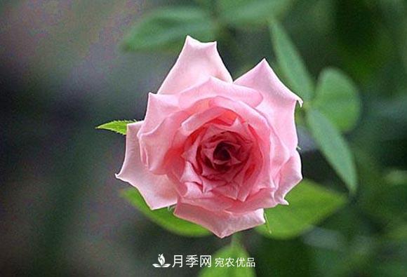 不香的月季沒有靈魂，適合陽臺的濃香微月，一朵滿室生香(圖1)