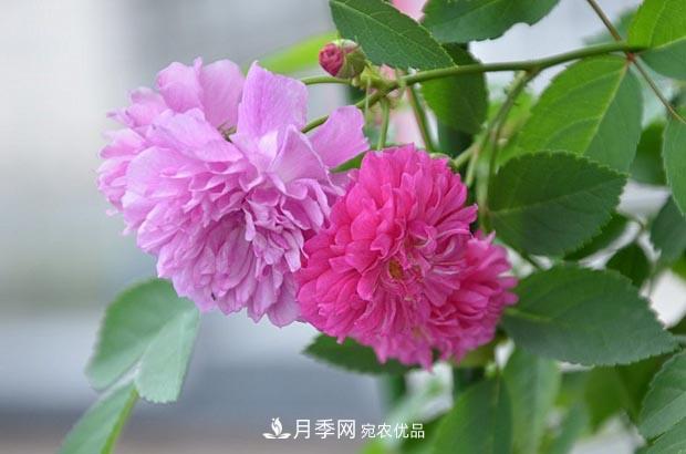 不香的月季沒有靈魂，適合陽臺的濃香微月，一朵滿室生香(圖2)