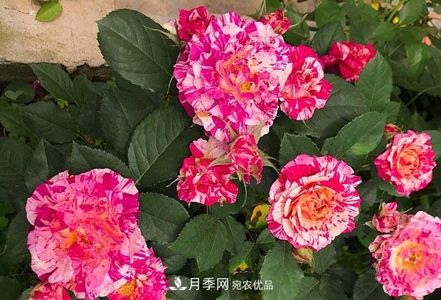 不香的月季沒有靈魂，適合陽臺的濃香微月，一朵滿室生香(圖3)