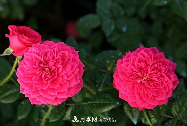 不香的月季沒有靈魂，適合陽臺的濃香微月，一朵滿室生香(圖4)